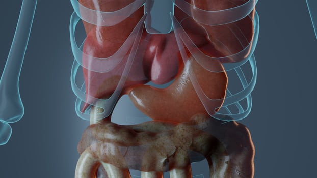 Stomach anatomy in male body. medically accurate Rendered 3D illustration photo