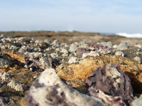 Barnacles at a rock pool photo