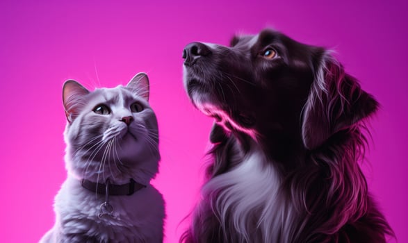 AI generated a dog and cat standing on a purple background, photo