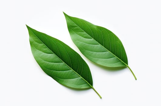 AI generated two green leaves and leaves move on white background, photo