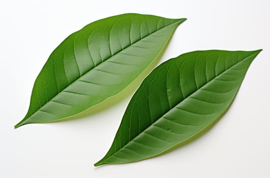 AI generated two green leaves and leaves move on white background, photo