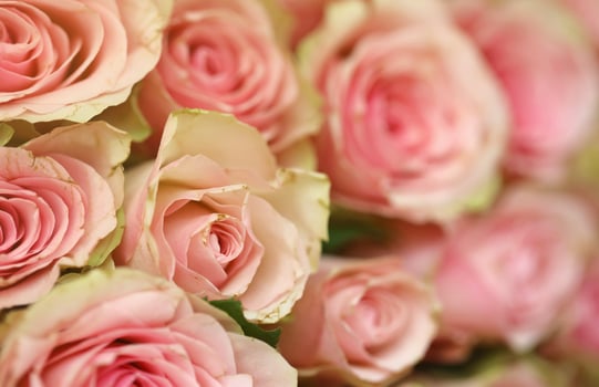 Bouquet of colorful roses as background, closeup. Pink flowers photo