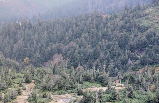 Hilly mountains terrain with fir trees and rough relief. Coniferous forest in the foreground. Tourism, travel photo