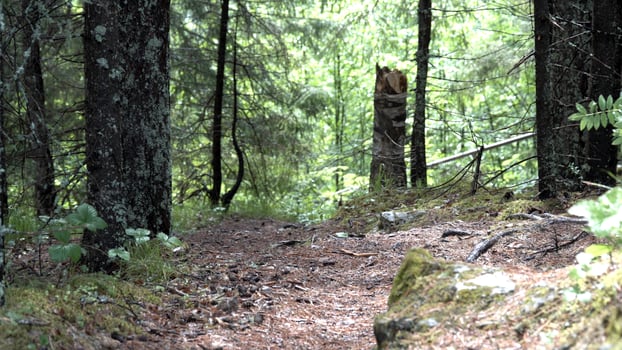 Large boulder covered with moss in the forest path with green grass and trees. Stock footage. Forest roads and trails, moss covers a large stone in the forest. photo