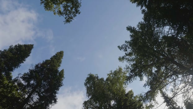 Green forest. Tree with green Leaves bottom view background. Bottom view of tall old trees in evergreen primeval forest. Blue sky in background photo