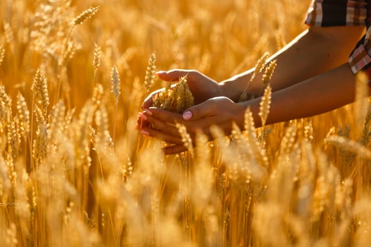 country, nature, summer holidays, agriculture and people concept - close up of young woman hand touching spikelets in cereal field photo