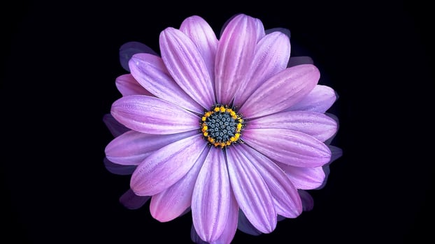 Large purple daisy bud moving around on a black background. Flower animation. photo