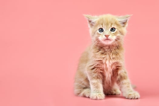 Maine coon cream kitten photo