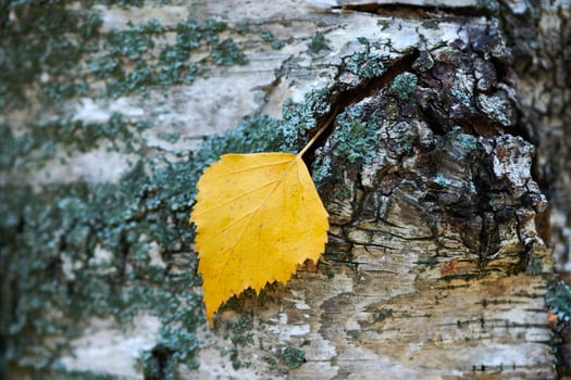Autumn leaf on tree trunk photo