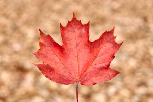 Red autumn leaf on yellow foliage background photo