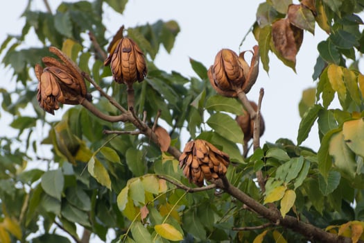 Broad Leaf Mahogany, False Mahogany seeds on tree. photo