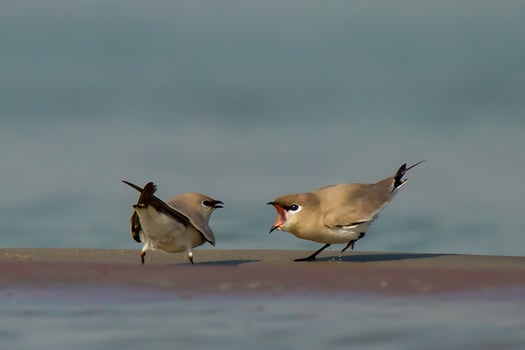 Bird Photography,Bird Pictures,Most Beautiful Bird Photography, Nature Photography photo
