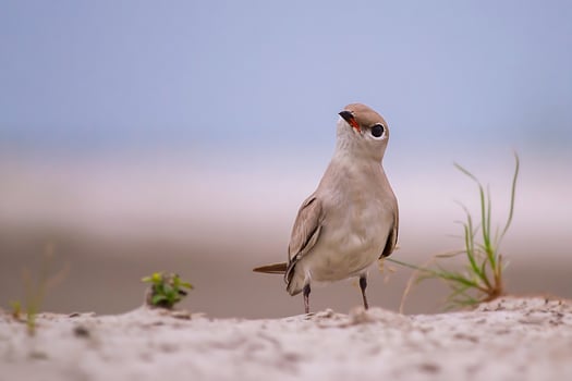 Bird Photography,Bird Pictures,Most Beautiful Bird Photography, Nature Photography photo