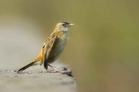 Bird Photography,Bird Pictures,Most Beautiful Bird Photography, Nature Photography photo