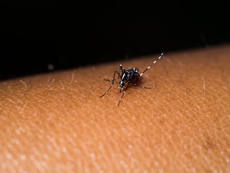 Close-up of a mosquito sucking blood. photo