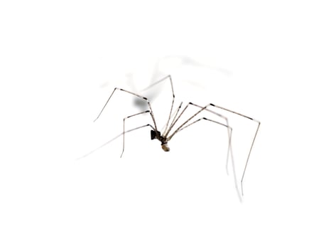 House spider long legs are killing the victim. photo