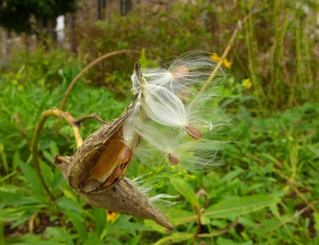 Milkweed Seeds Leaving Seed Pods photo