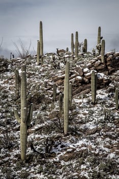 Cactus and Rocks in the Desert After Snow photo