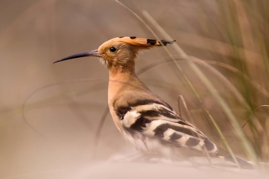 Bird Photography,Bird Pictures,Most Beautiful Bird Photography, Nature Photography photo