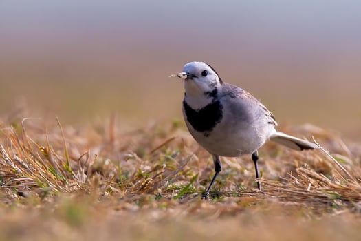Bird Photography,Bird Pictures,Most Beautiful Bird Photography, Nature Photography photo