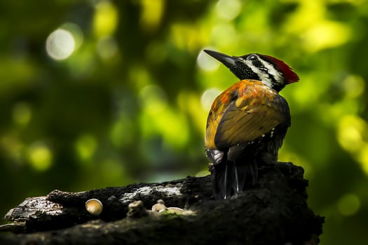 Bird Photography,Bird Pictures,Most Beautiful Bird Photography, Nature Photography photo