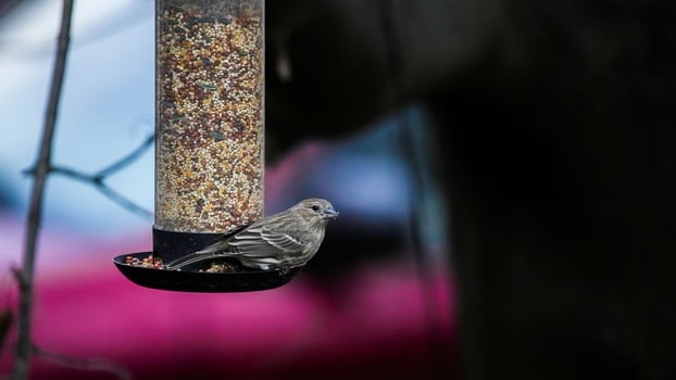 Sparrow sitting at bird feeder with seeds and copy space photo