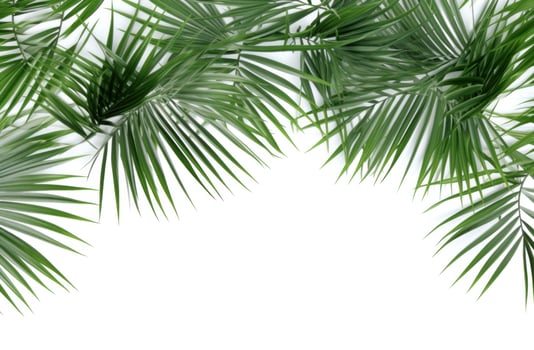 AI generated palm leaves on white background. photo