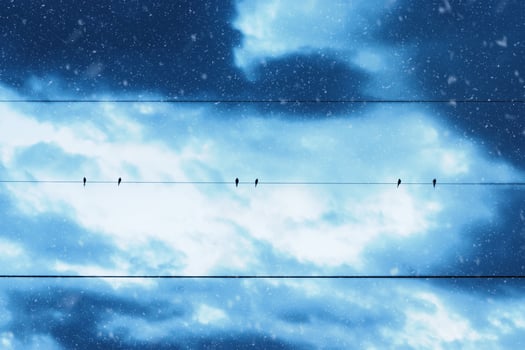Silhouettes of minimal six bird on power lines. photo