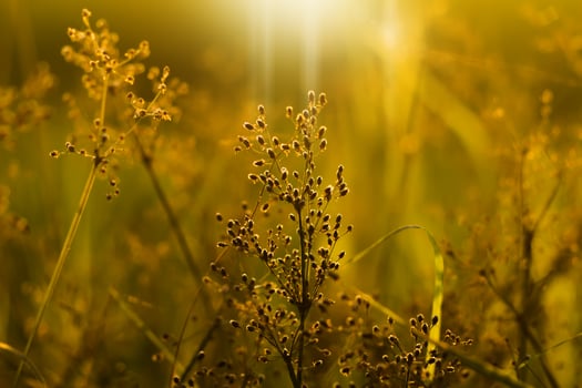 Flower grass with sunlight. photo