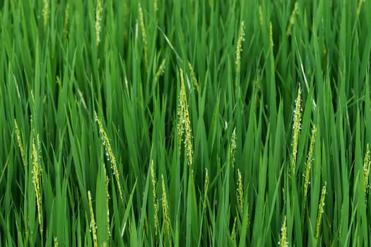 Fresh green rice plants in the field. photo