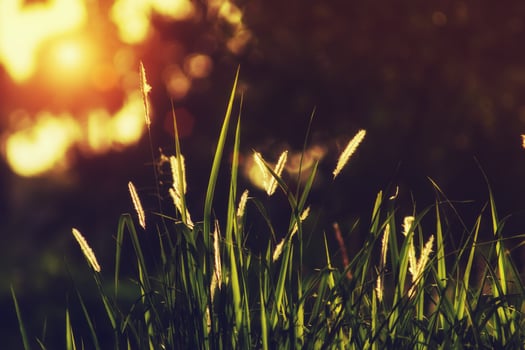Flowers grass with sunlight background. photo