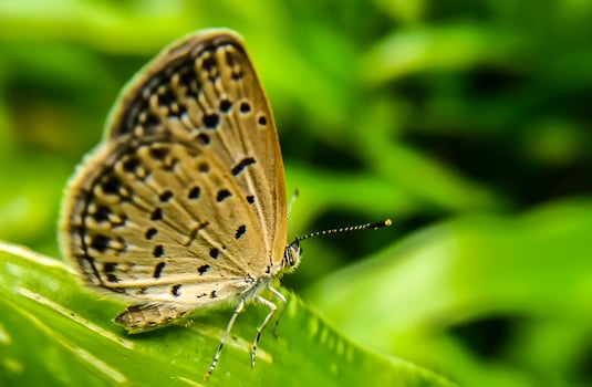 Monarch, Beautiful Butterfly Photography, Beautiful butterfly on flower, Macro Photography, Free Photo