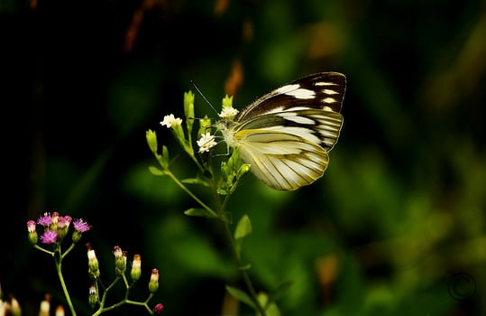 Monarch, Beautiful Butterfly Photography, Beautiful butterfly on flower, Macro Photography, Free Photo