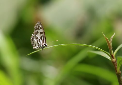 Monarch, Beautiful Butterfly Photography, Beautiful butterfly on flower, Macro Photography, Free Photo