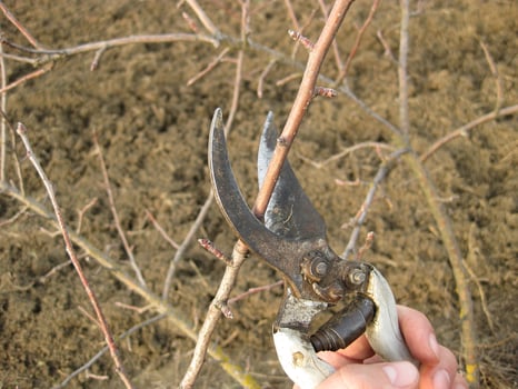 Pruning shears trees photo
