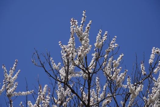 Spring flowering trees. Pollination of flowers of apricot. Blooming wild apricot in the garden photo