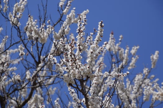 Spring flowering trees. Pollination of flowers of apricot. Blooming wild apricot in the garden photo
