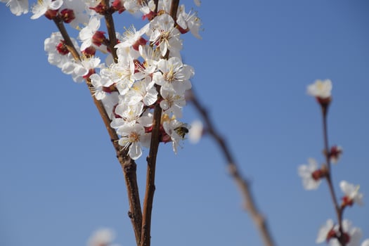Spring flowering trees. Pollination of flowers of apricot. Blooming wild apricot in the garden photo