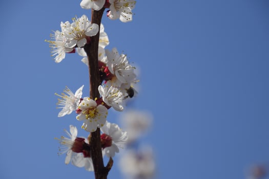 Spring flowering trees. Pollination of flowers of apricot. Blooming wild apricot in the garden photo