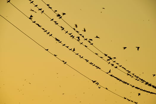 Silhouettes of swallows on wires. at sunset wire and swallows photo
