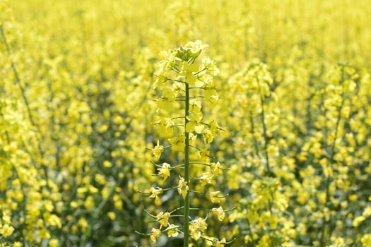 Rapeseed field. Background of rape blossoms. Flowering rape on the field. photo