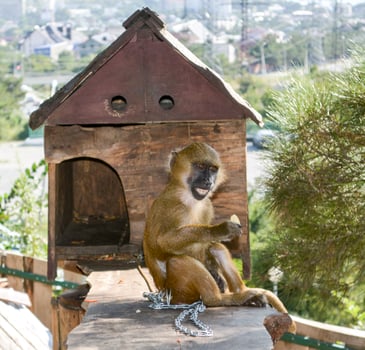 Monkey in the zoo. small brown monkey. photo