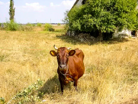 Brown cow on the pasture photo
