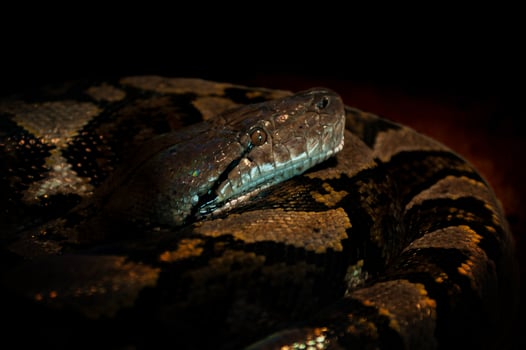 Ular Sanca or Malayopython reticulatus Snake photo