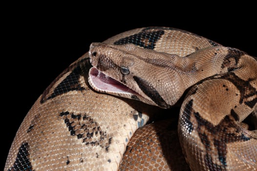 Ular Sanca or Malayopython reticulatus Snake photo