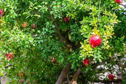 red pomegranates on green tree in Kakheti, Georgia photo