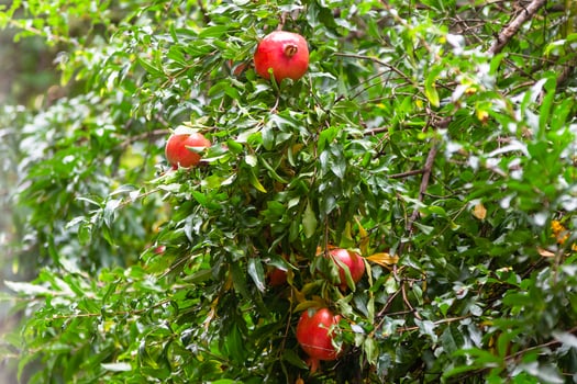ripe pomegranate fruits on green tree in Tbilisi photo