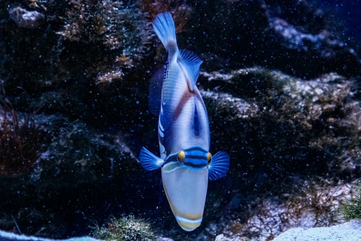 Fish Painted Triggerfish Rhinecanthus aculeatus photo