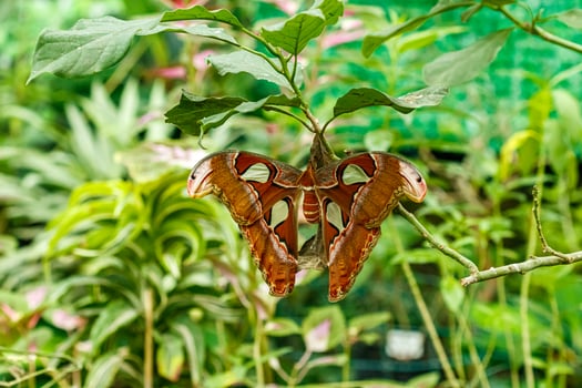 macro beautiful butterfly Attacus lorquin photo