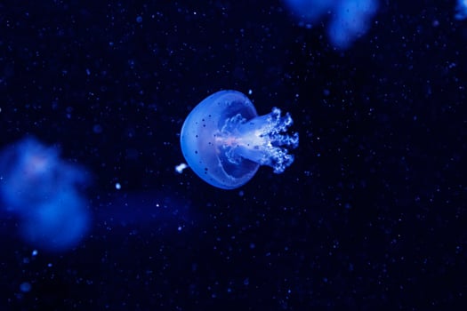 macro of a beautiful jellyfish rhizostoma pulmo photo